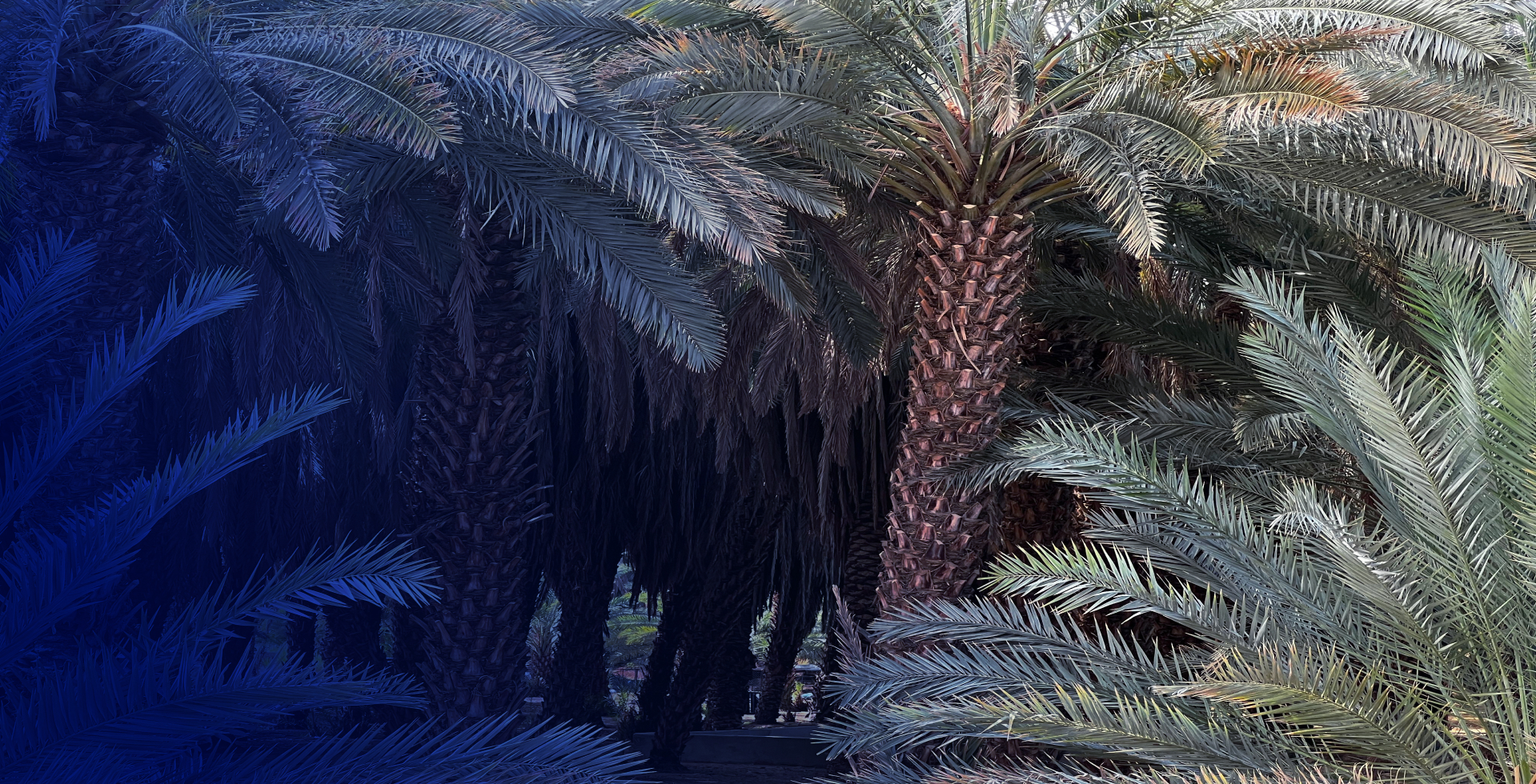 Palm-Trees-EN